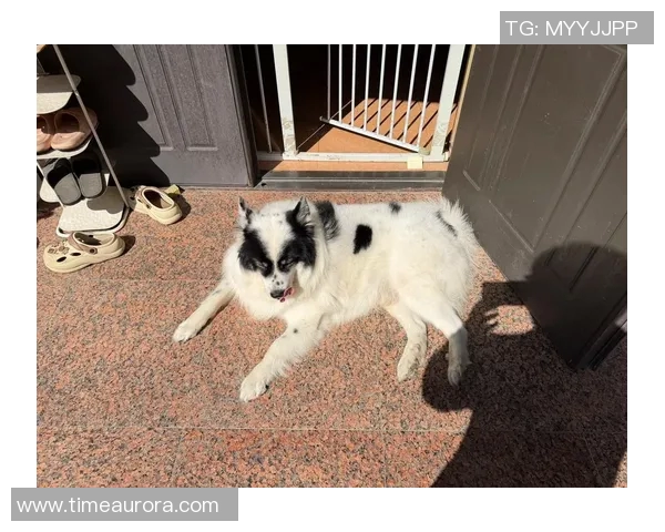 羽毛球新手必看：从力量训练到技巧提升的全面入门指南